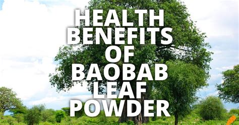 Baobab Leaf Powder Benefits