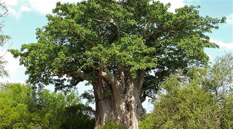 Baobab Leaves Benefits