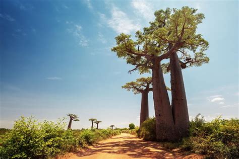 Baobab Side Effects