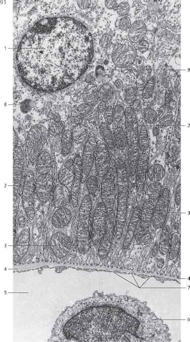 Basal Infolds Basal Labyrinth Electron Microscopy