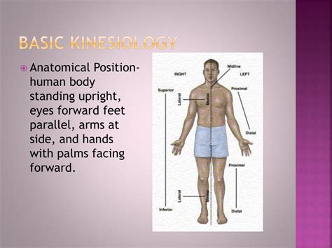 Basic Kinesiology