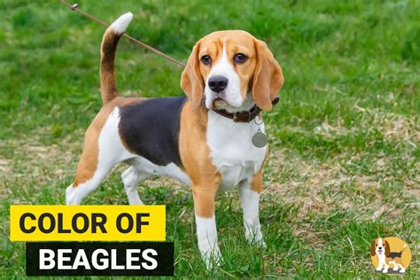 Beagle Colors