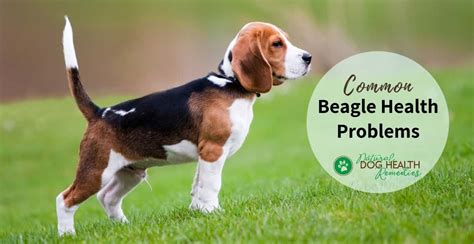 Beagle Common Health Issues