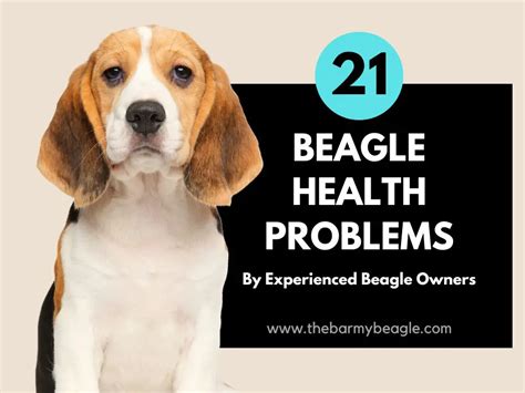 Beagle Health Problems Symptoms