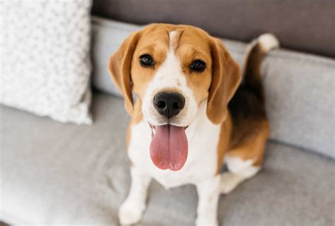 Beagle Lifespan