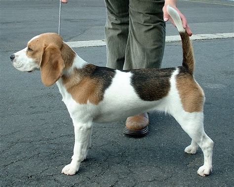 Beagle Size