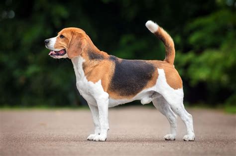 Beagle Temperament