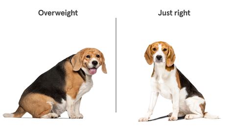 Beagle Weight