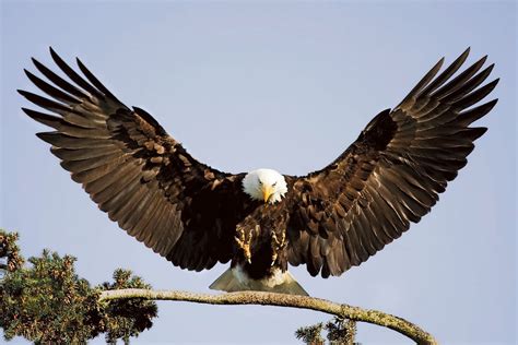 Beautiful Eagle Images