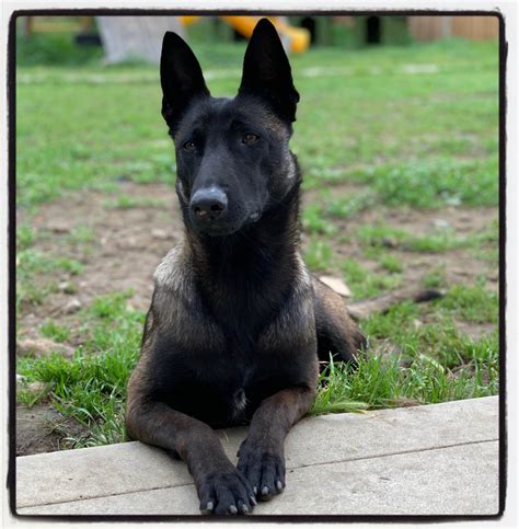 Belgian Malinois Dog