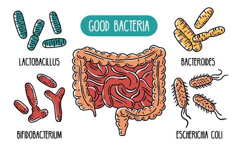 Beneficial Gut Bacteria