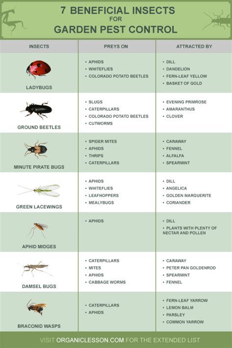 Beneficial Insects Act As Alternative To Harmful Toxic Pesticides