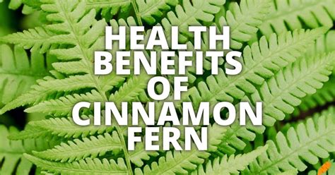 Ferns Boost Health Benefits