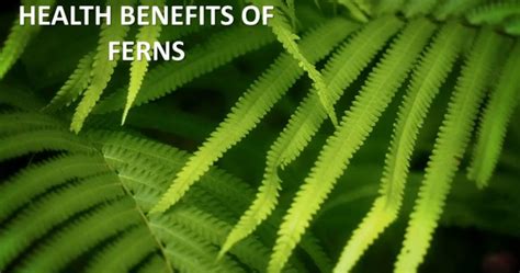 Benefits Of Ferns To Humans