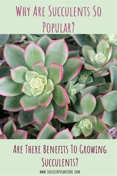 Benefits Of Growing Succulents Why Are They So Popular Succulent