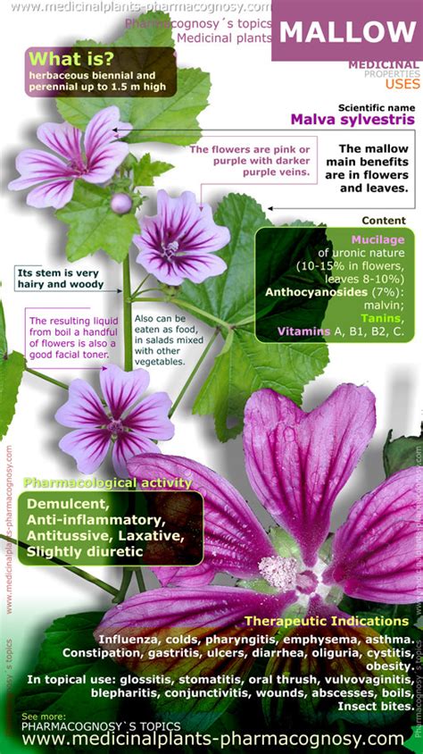 Benefits Of Mallow