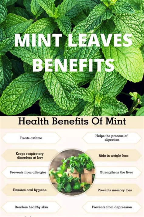 Benefits Of Mint Mint Benefits Health Herbs For Health Mint Benefits