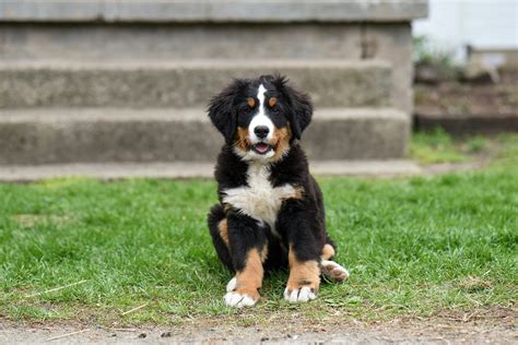 Bernese Mountain Dog Cancer Symptoms