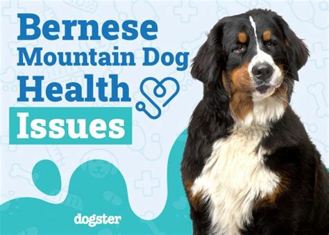 5 Bernese Health Issues