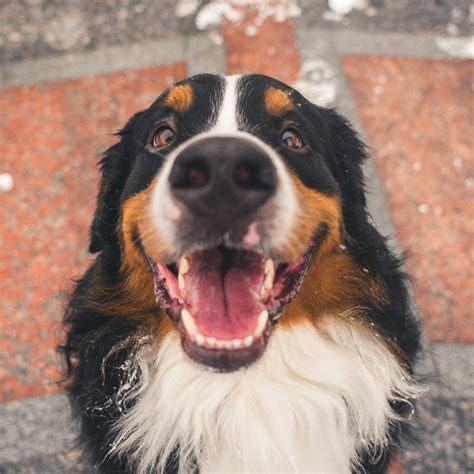 Bernese Mountain Dog Intelligence Ranking