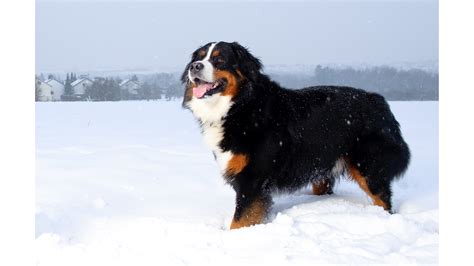 Bernese Mountain Dog Lifespan