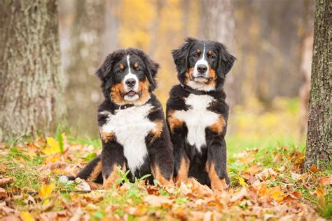 Bernese Mountain Dog Price