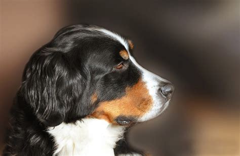 Bernese Mountain Dog Sensitive Stomach