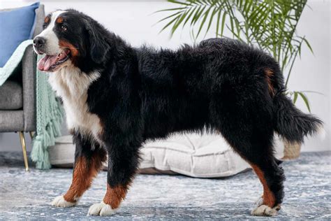 Bernese Mountain Dog Size