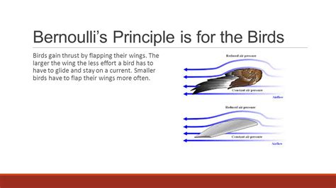 Bernoullis Principle Bird Wing