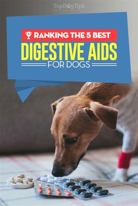 Best Digestive Aid For Dogs