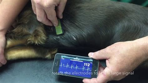 Best Dog Heart Rate Monitor