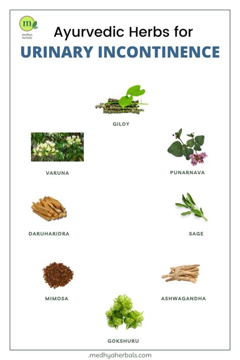 Best Herb To Strengthen Bladder