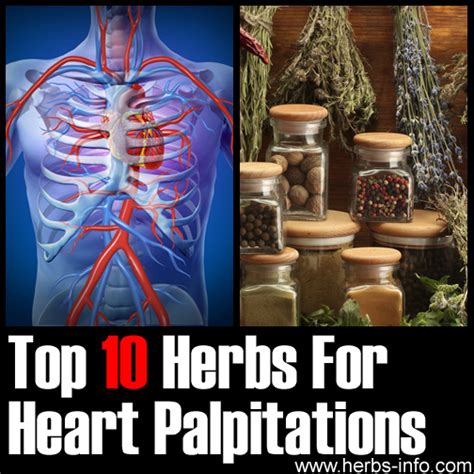 Best Herbs For Heart Palpitations