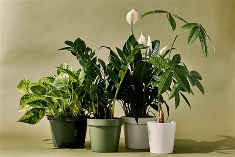 Best Houseplants For Healthy Home