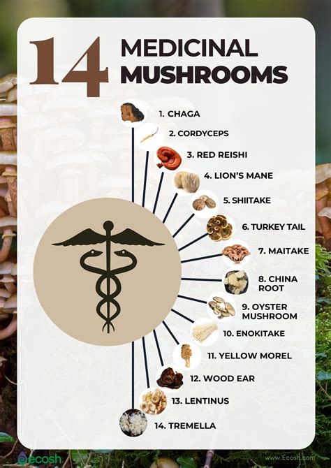 Best Mushrooms For Health