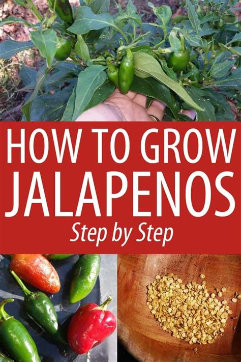 Best Time To Plant Jalapenos