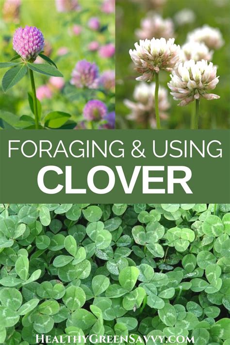 Best Uses For Edible Clover