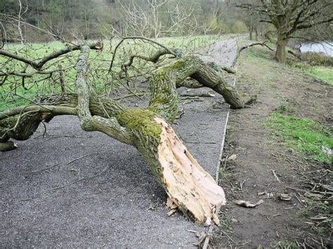 Beware Of Sudden Branch Drop Find Out Some Reasons Why Sudden Summer Branch Drop Occurs In Oregon Tips From An Arborist Near You Urban Forest Pro