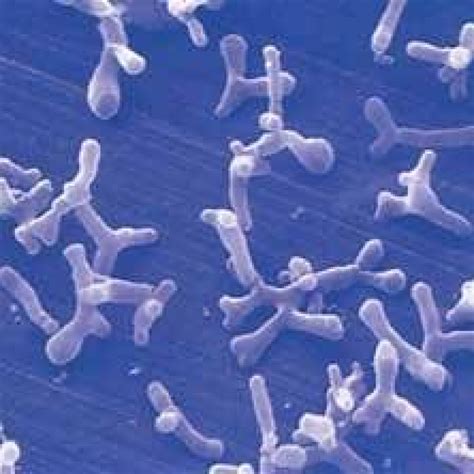 Bifidobacterium Breve For Covid