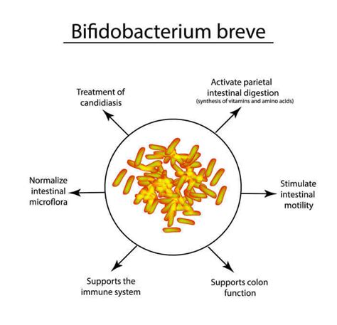 5 Benefits Bifidobacterium Breve