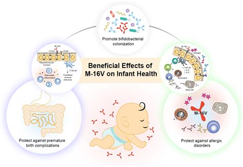 Bifidobacterium Breve M 16V