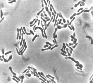 Bifidobacterium Longum Subsp Infantis An Overview Sciencedirect Topics