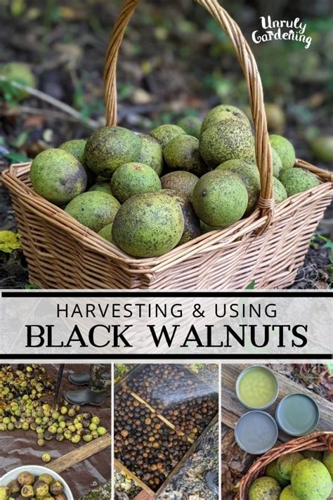 Black Walnut Hulls Dangers