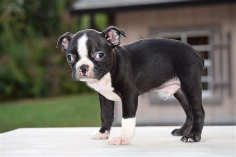 Boston Terrier For Sale