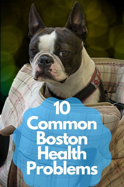 Boston Terrier Common Health Issues