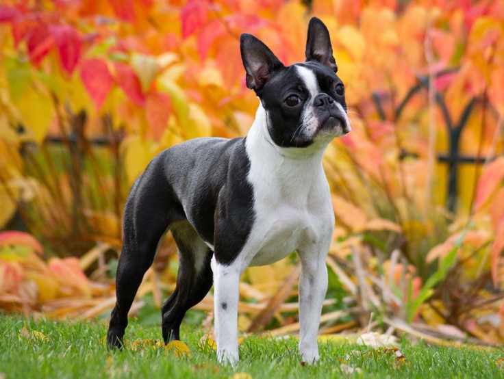 Boston Terrier Life Span Female