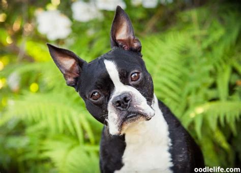 Boston Terrier Life Span Male