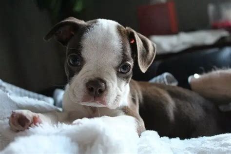 Boston Terrier Sick Symptoms