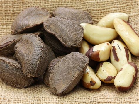 Brazil Nut Adalah