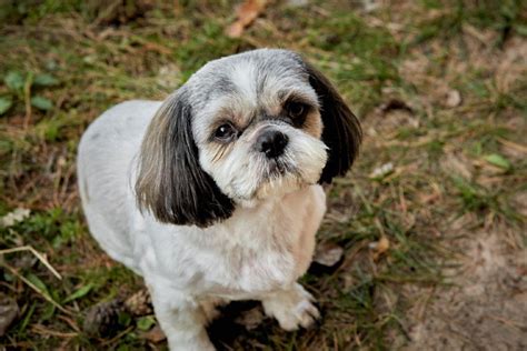 Breathing Problems In Shih Tzu